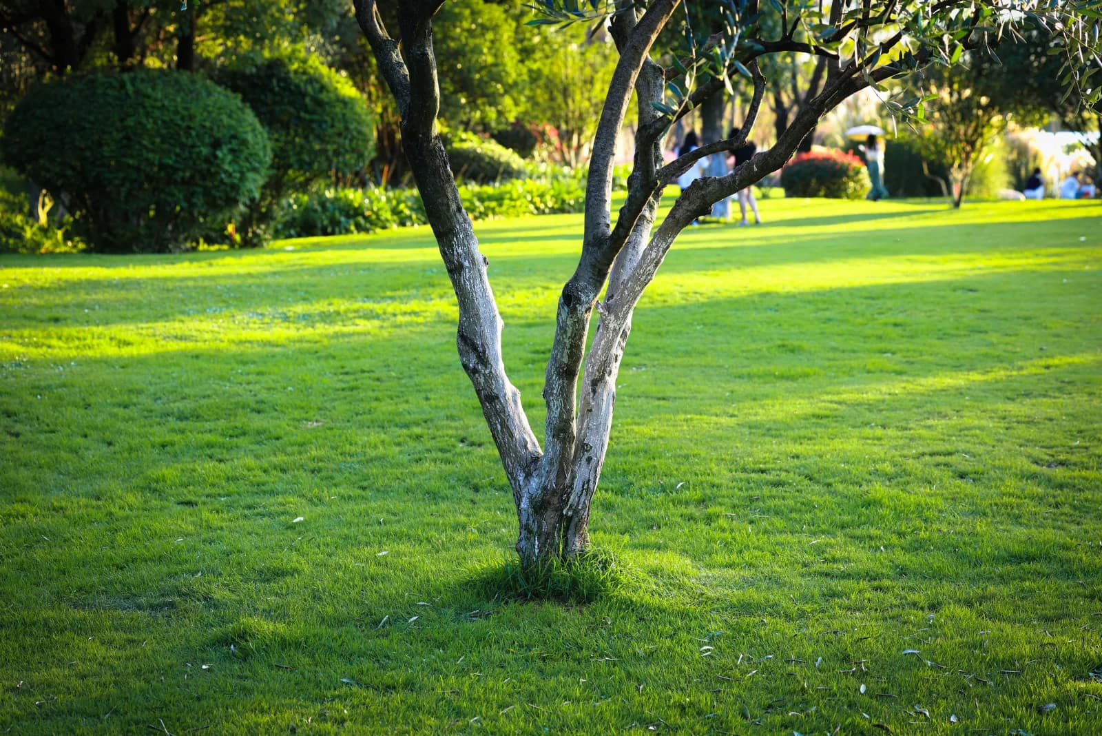 Lawn Maintenance — example 2