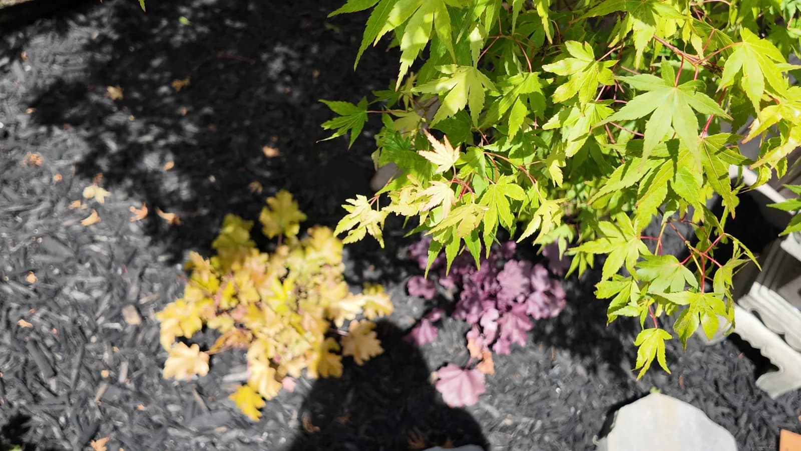 Choosing the Right Trees & Shrubs for a GTA Garden