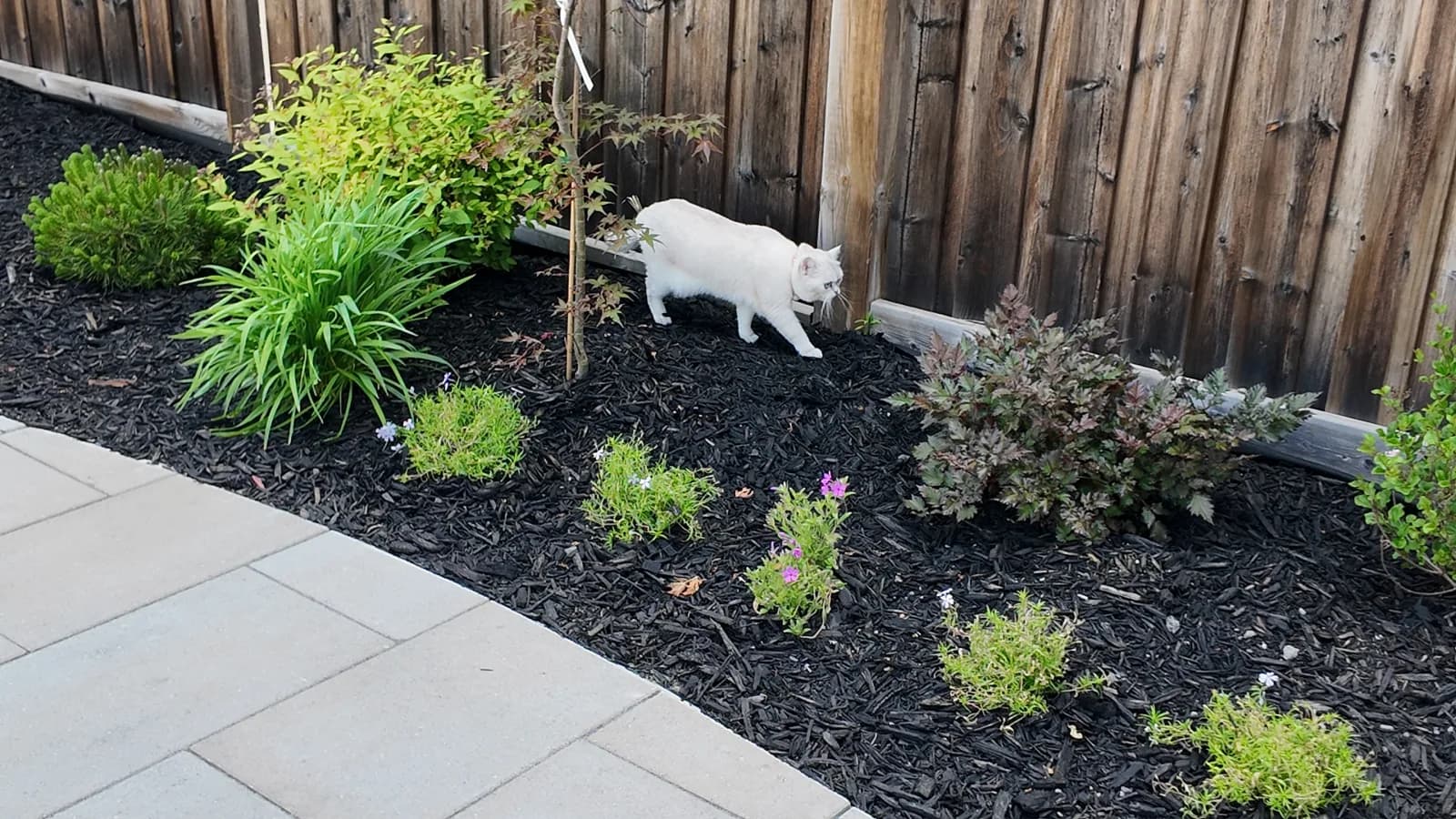 Mulch Matters: A Small Detail With a Big Payoff