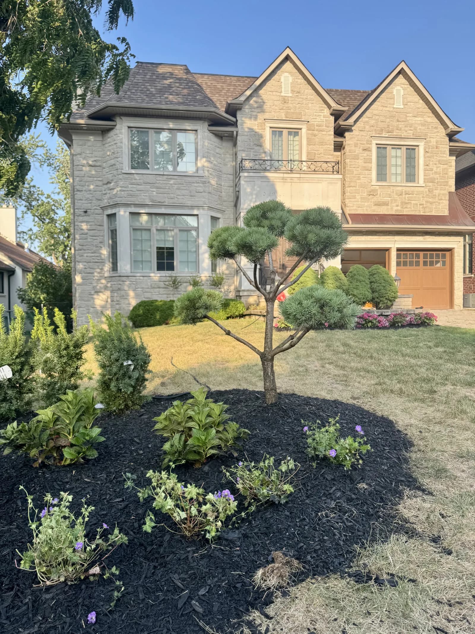 Tree & Shrub Planting by Jayden's Landscaping